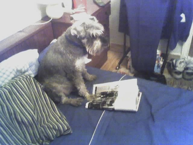 ANIMALES DE COMPA&Ntilde;IA